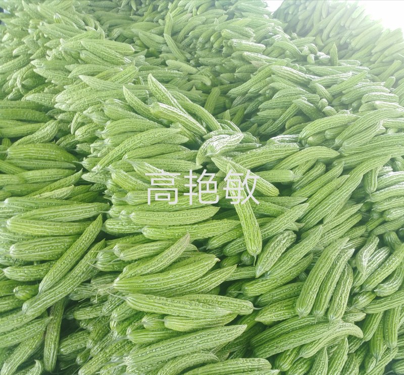 精品油绿苦瓜河南焦作博爱县产地直供货源充足可看货