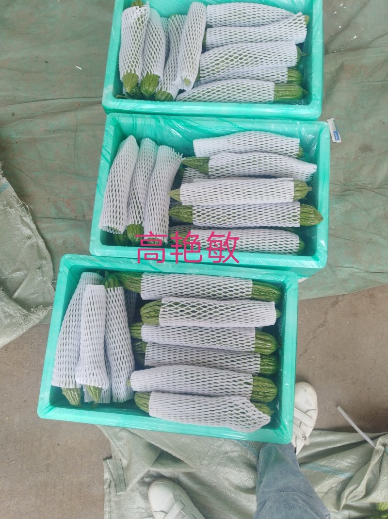 精品油绿苦瓜河南焦作博爱县产地直供货源充足可看货