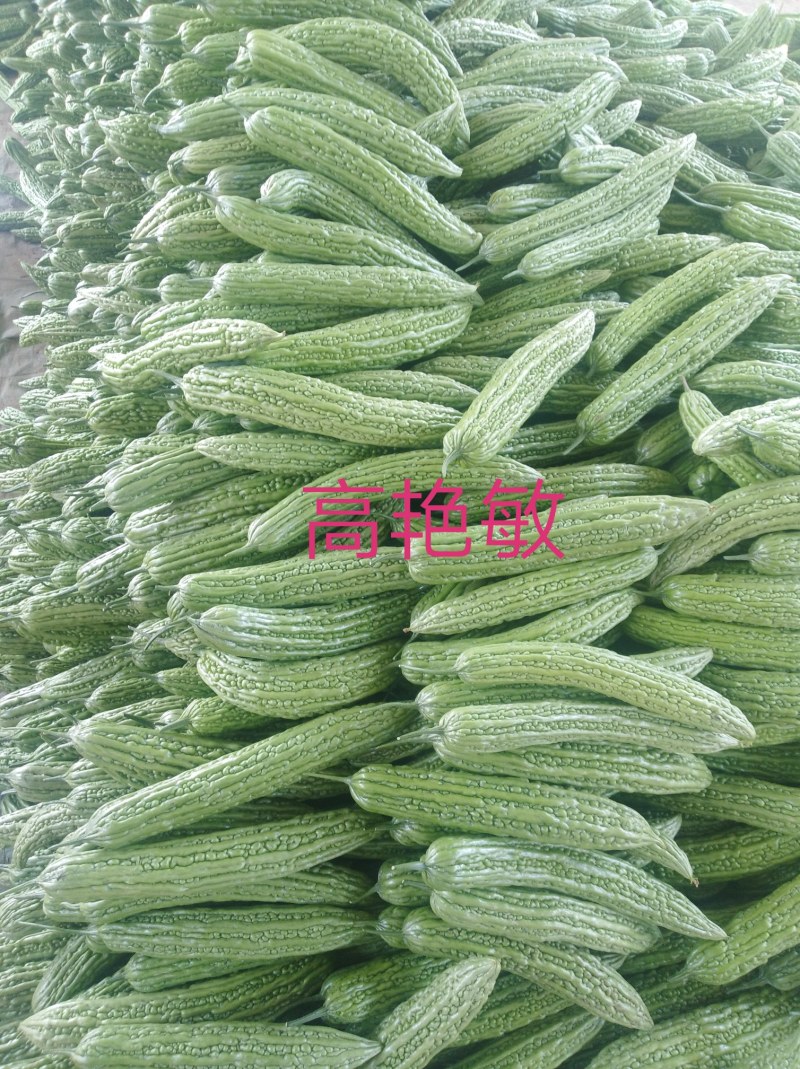 精品油绿苦瓜河南焦作博爱县产地直供货源充足可看货