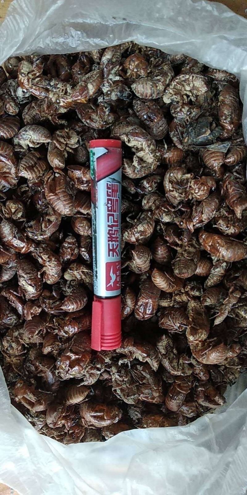 贵州铜仁药食两用沙地蝉蜕干货知了壳干品产地直发一手货源