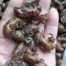 贵州铜仁药食两用沙地蝉蜕干货知了壳干品产地直发一手货源