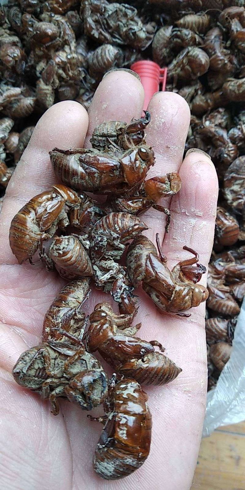 贵州铜仁药食两用沙地蝉蜕干货知了壳干品产地直发一手货源