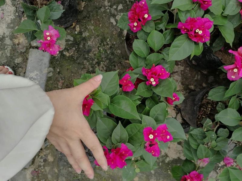 绣球三角梅，加仑杯苗，30-35公分，成都货源