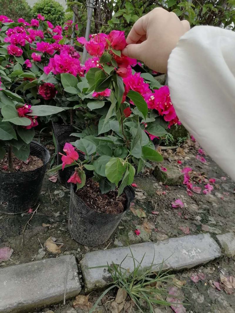 绣球三角梅，加仑杯苗，30-35公分，成都货源