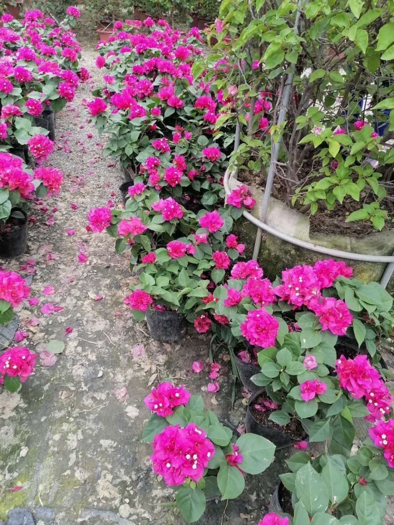 绣球三角梅，加仑杯苗，30-35公分，成都货源