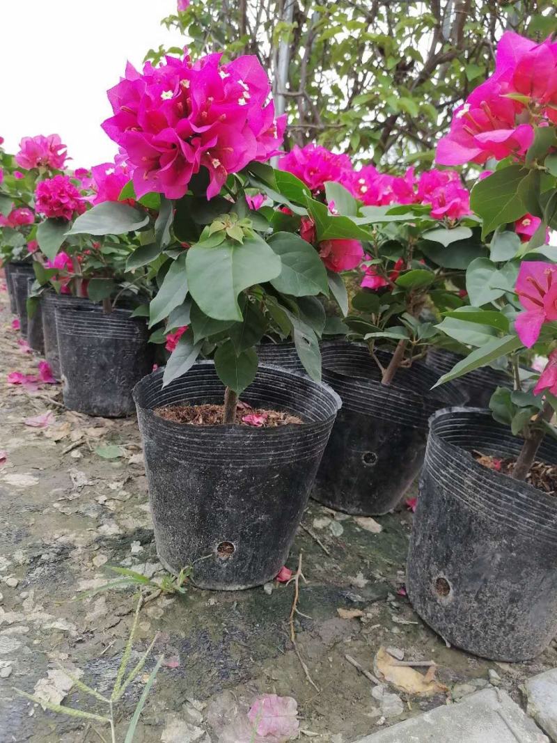 绣球三角梅，加仑杯苗，30-35公分，成都货源