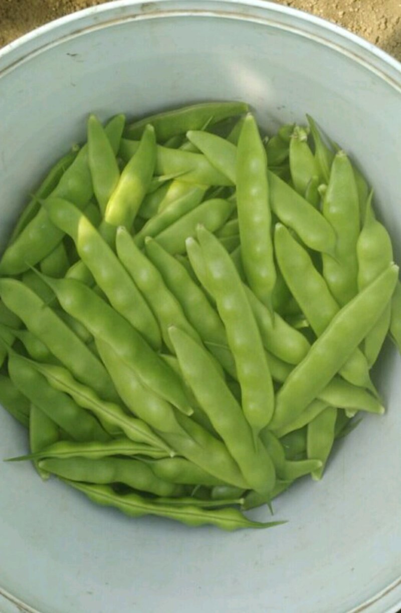 吉林基地油豆角大量上市，保质保量！全国代发！