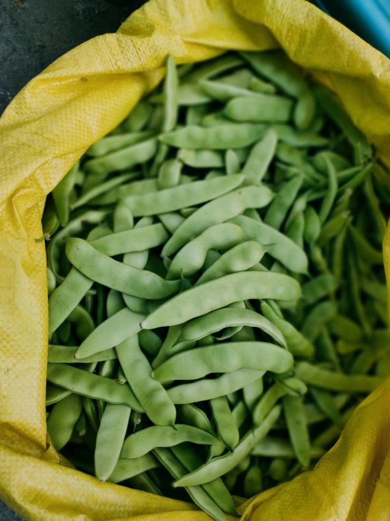 吉林基地油豆角大量上市，保质保量！全国代发！