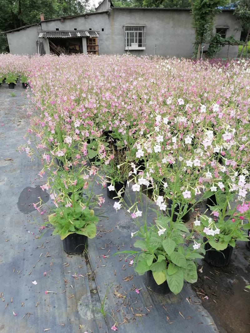 自家苗圃供应花烟草花烟草基地直销杯苗灌幅好