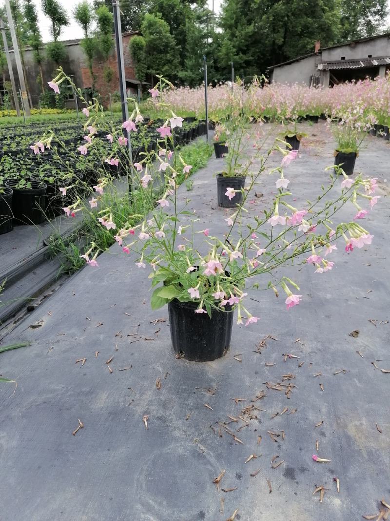 自家苗圃供应花烟草花烟草基地直销杯苗灌幅好