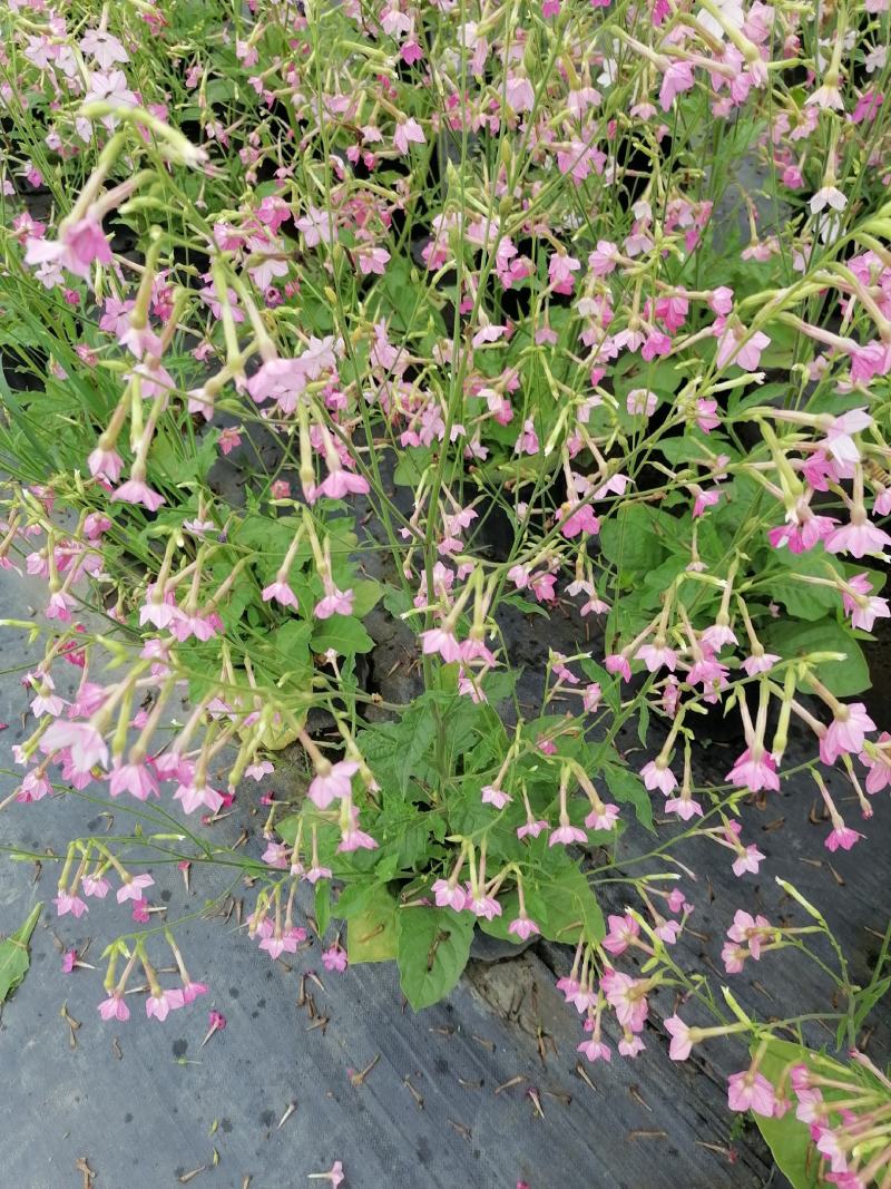自家苗圃供应花烟草花烟草基地直销杯苗灌幅好