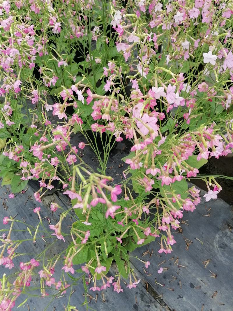 自家苗圃供应花烟草花烟草基地直销杯苗灌幅好