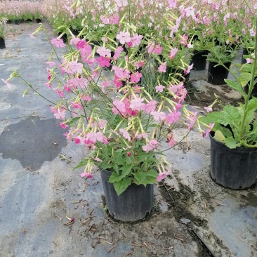 自家苗圃供应花烟草花烟草基地直销杯苗灌幅好