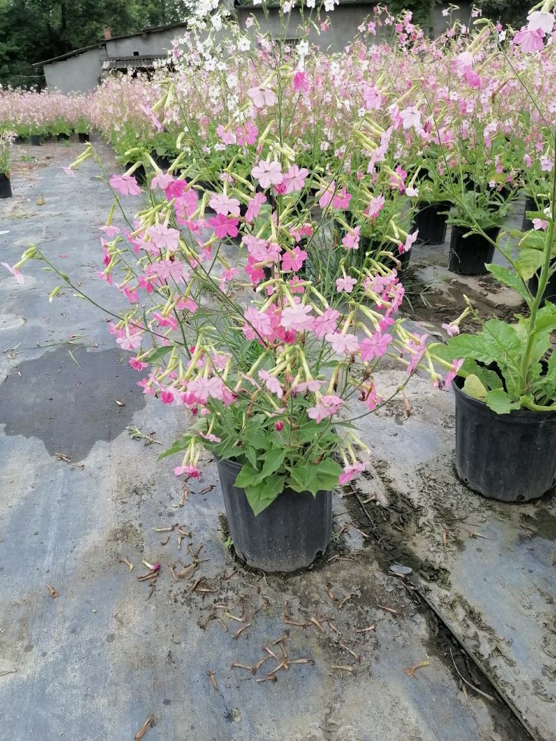 自家苗圃供应花烟草花烟草基地直销杯苗灌幅好