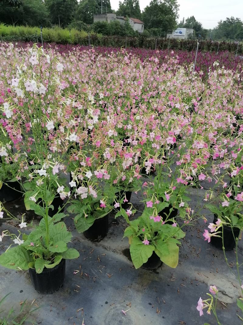 自家苗圃供应花烟草花烟草基地直销杯苗灌幅好
