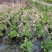 自家苗圃供应花烟草花烟草基地直销杯苗灌幅好