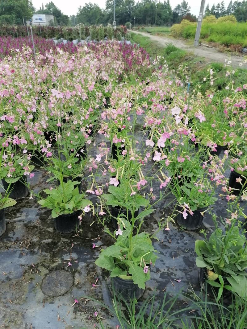 自家苗圃供应花烟草花烟草基地直销杯苗灌幅好