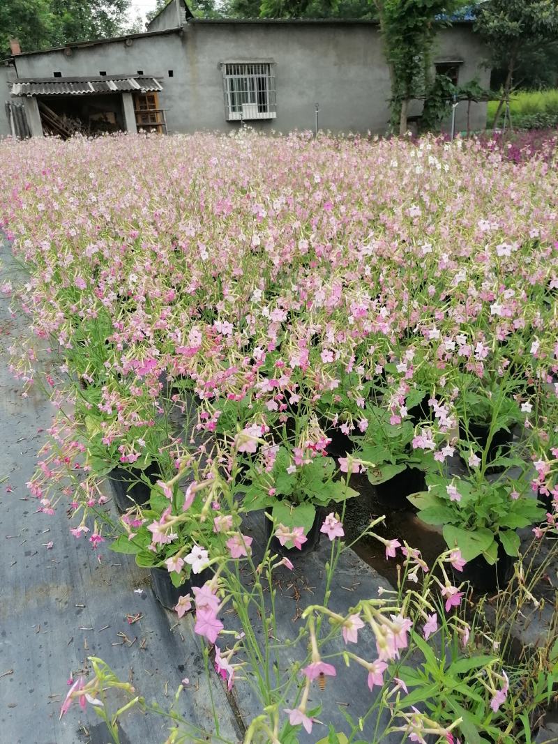 自家苗圃供应花烟草花烟草基地直销杯苗灌幅好
