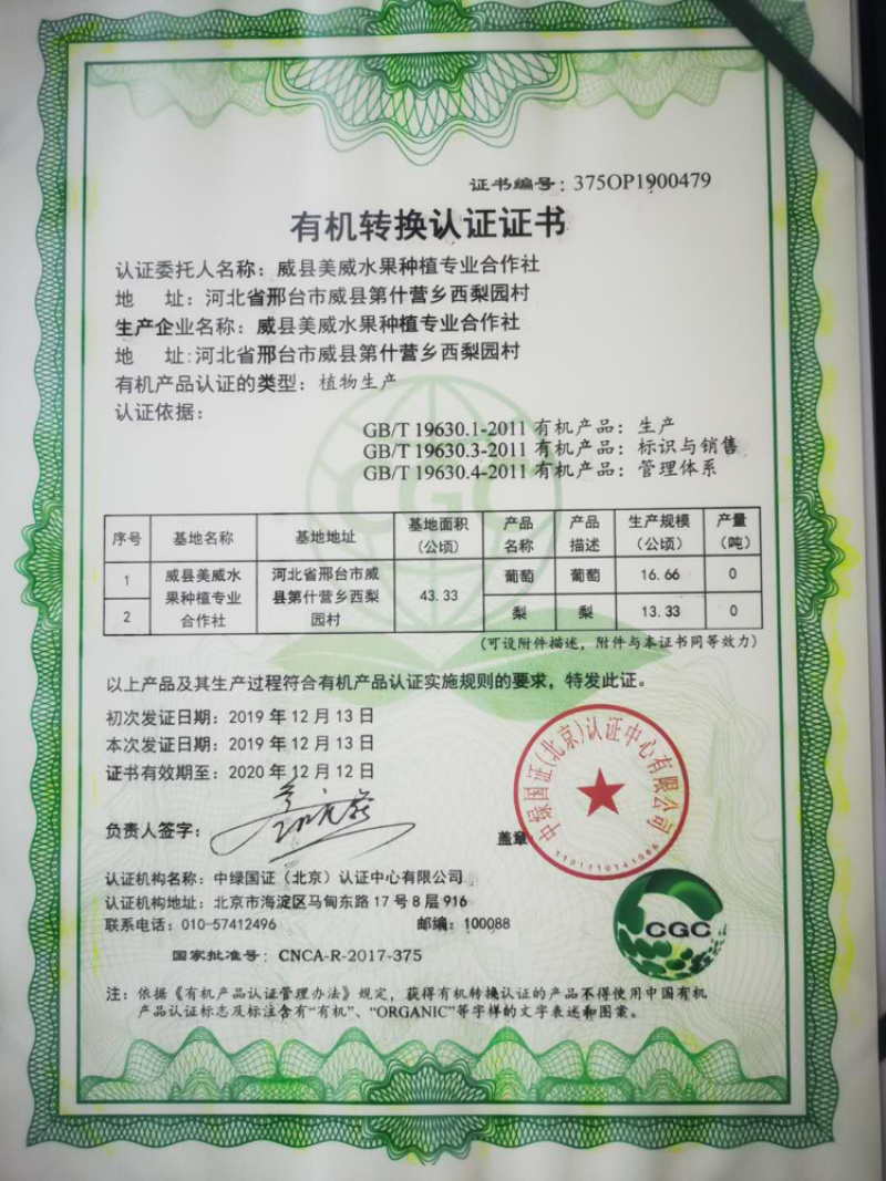 河北葡萄，冷棚玫瑰香葡萄已上市，口感甜，颜色好，产地直供