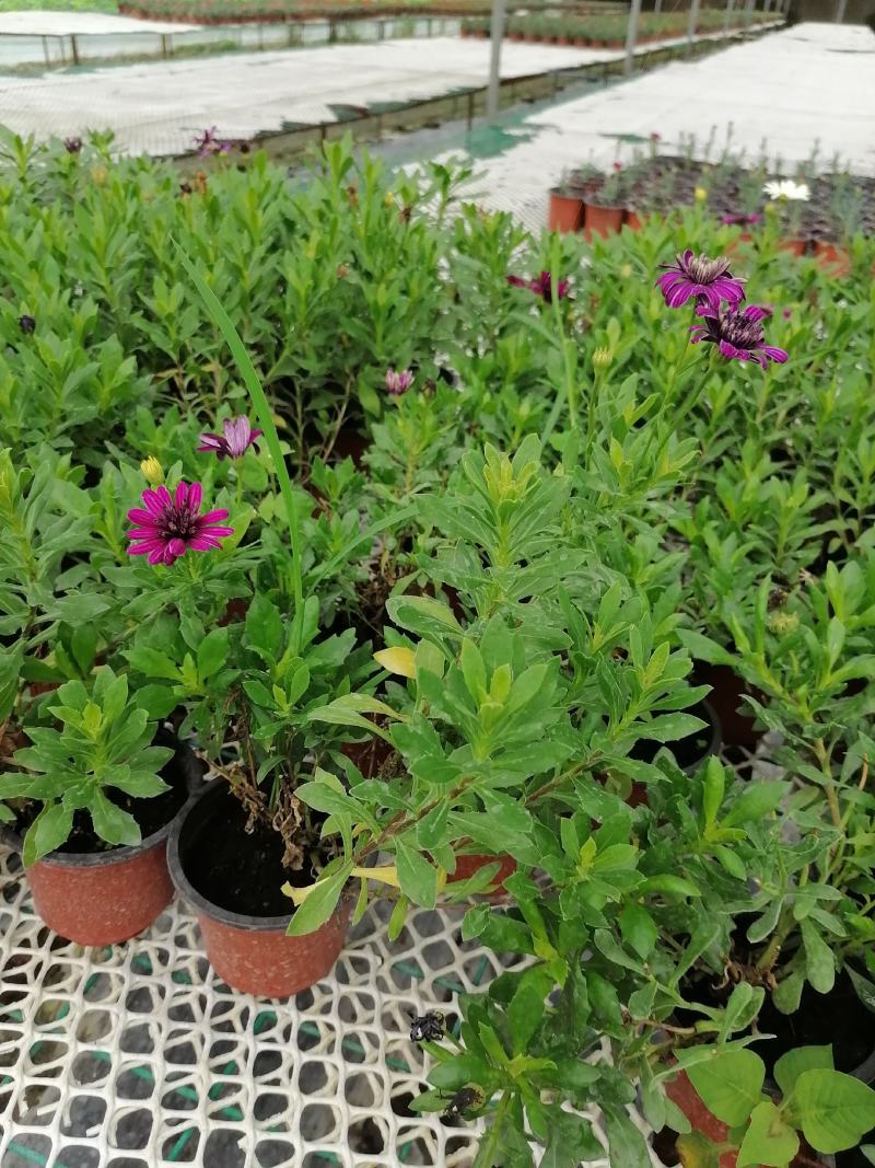 自家苗圃供应蓝目菊蓝目菊基地直销一手货源