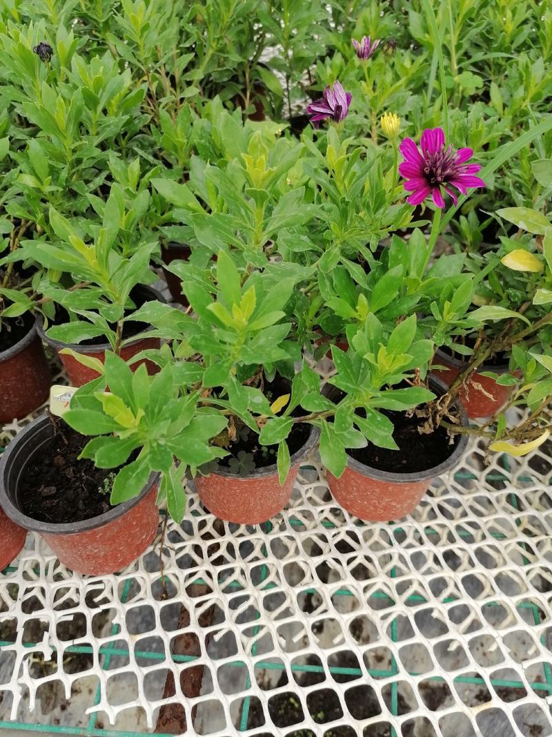 自家苗圃供应蓝目菊蓝目菊基地直销一手货源