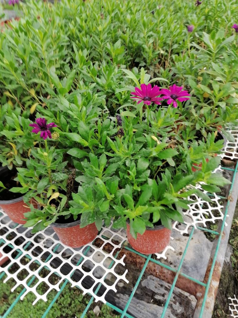 自家苗圃供应蓝目菊蓝目菊基地直销一手货源