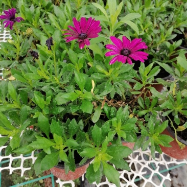 自家苗圃供应蓝目菊蓝目菊基地直销一手货源