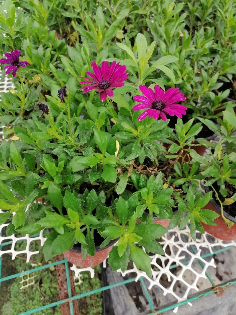 自家苗圃供应蓝目菊蓝目菊基地直销一手货源