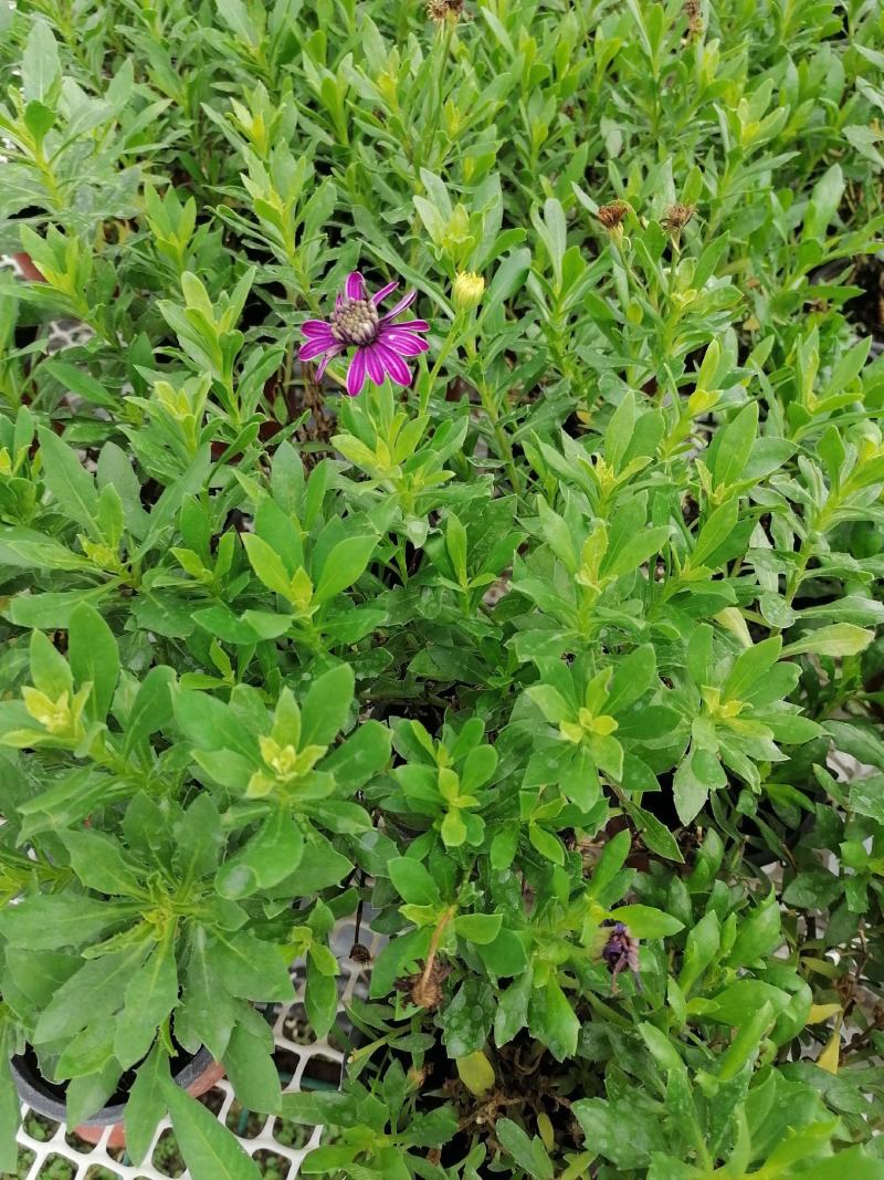 自家苗圃供应蓝目菊蓝目菊基地直销一手货源