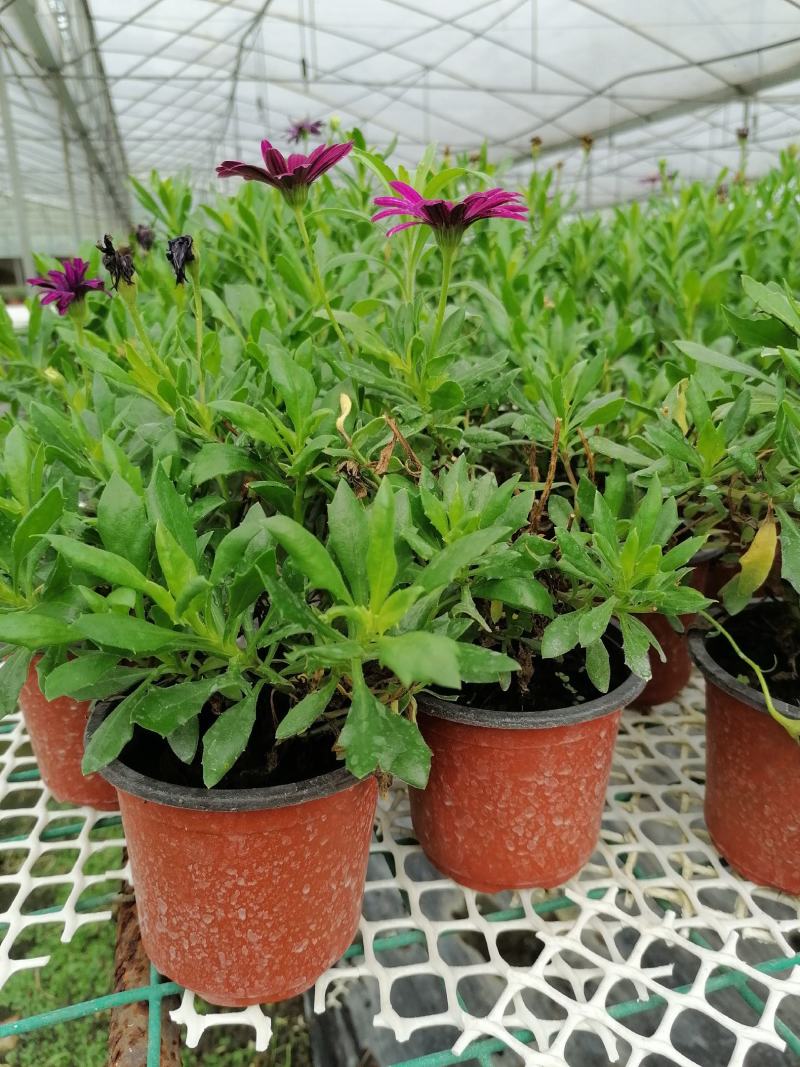 自家苗圃供应蓝目菊蓝目菊基地直销一手货源
