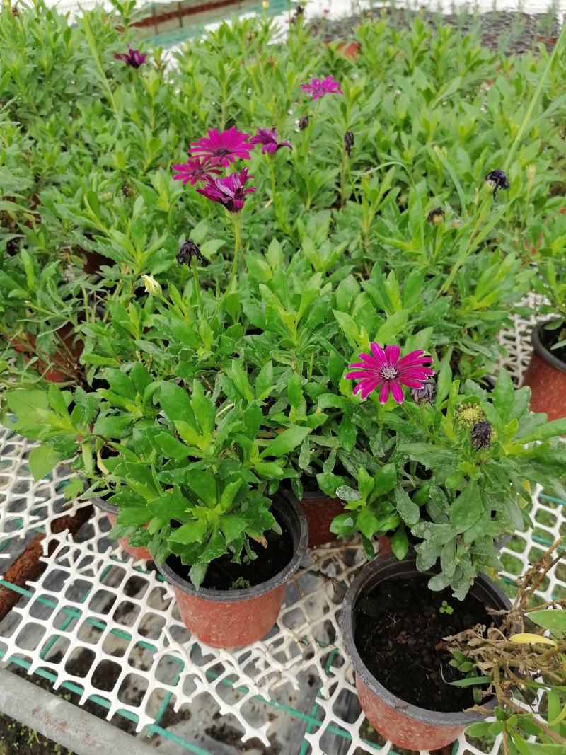 自家苗圃供应蓝目菊蓝目菊基地直销一手货源