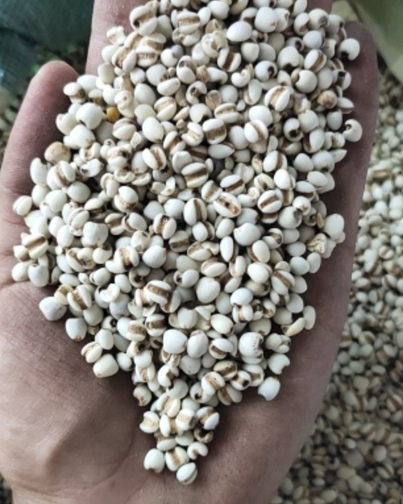 【文斌药业】薏米仁小薏米仁药食两用地道药材