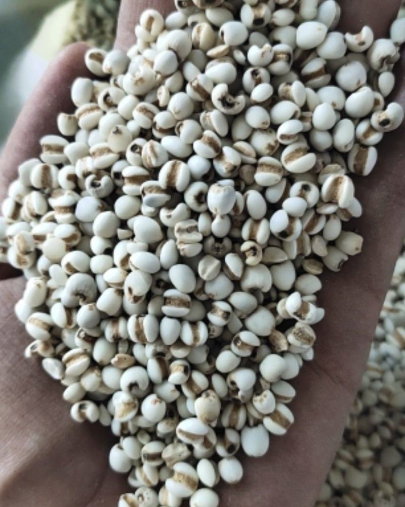 【文斌药业】薏米仁小薏米仁药食两用地道药材
