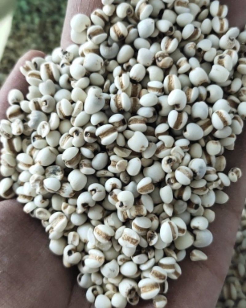 【文斌药业】薏米仁小薏米仁药食两用地道药材