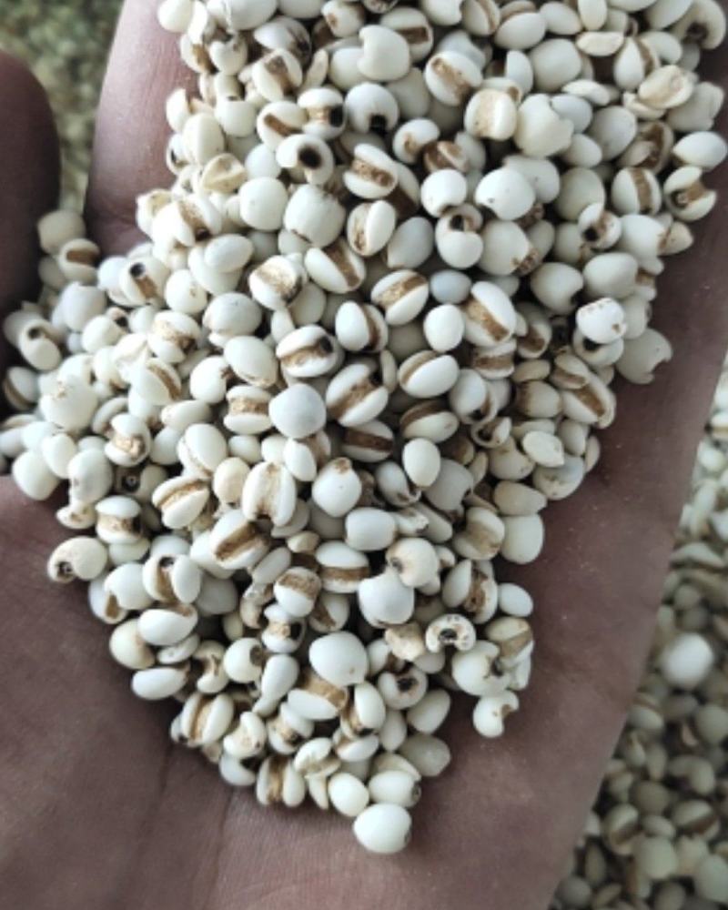 【文斌药业】薏米仁小薏米仁药食两用地道药材