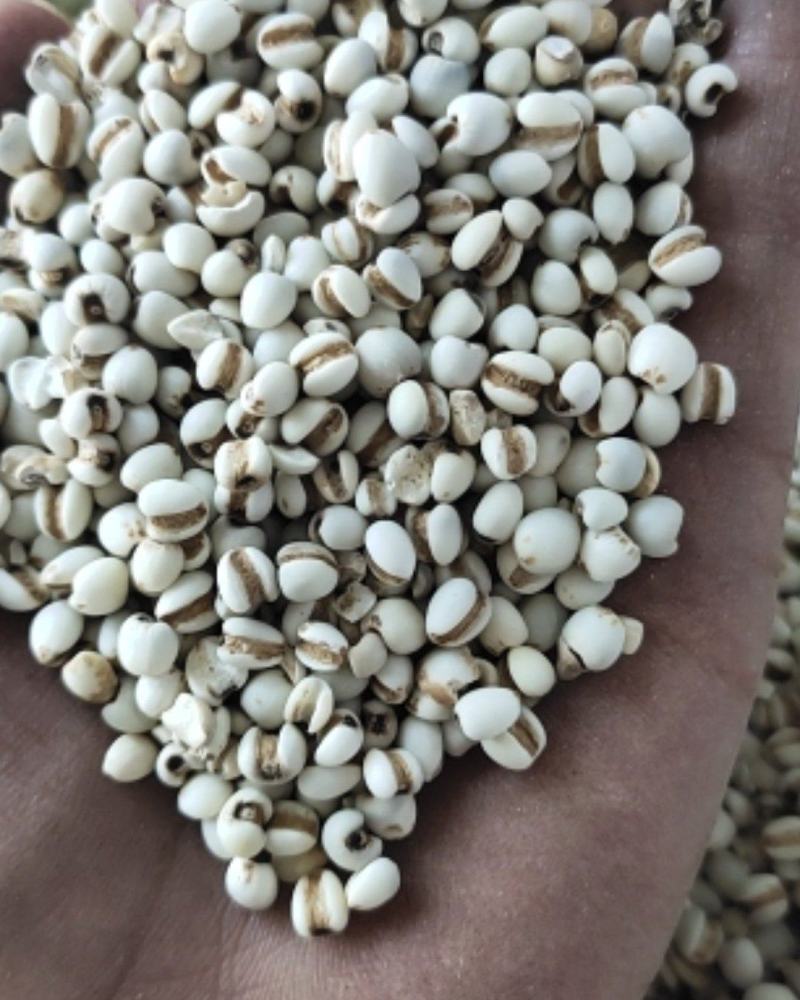 【文斌药业】薏米仁小薏米仁药食两用地道药材