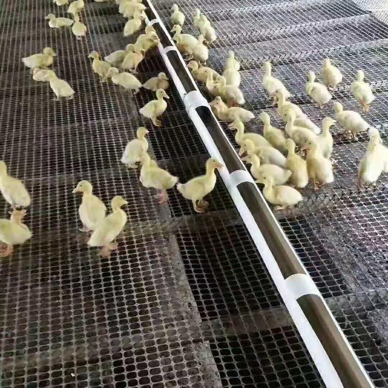 加厚圈玉米塑料养殖围栏网鸡鸭鹅防护网隔离网鱼塘防护网围网