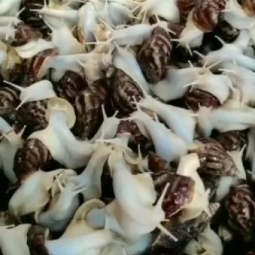 白玉蜗牛养殖投资小效益快