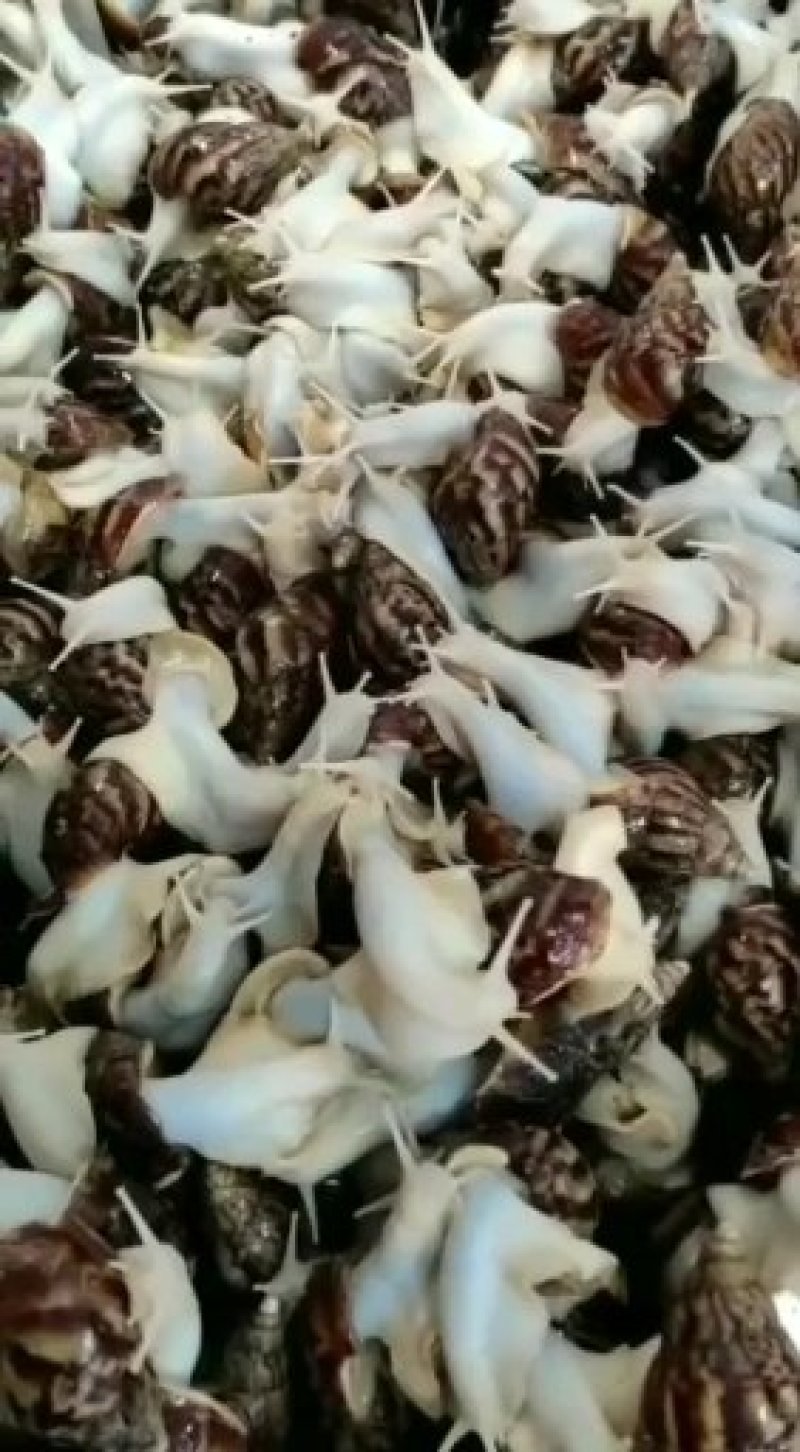 白玉蜗牛养殖投资小效益快