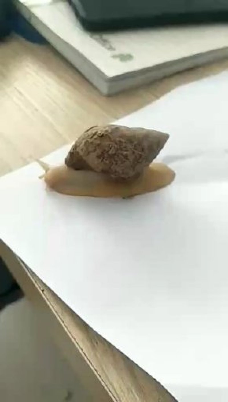 白玉蜗牛养殖投资小效益快