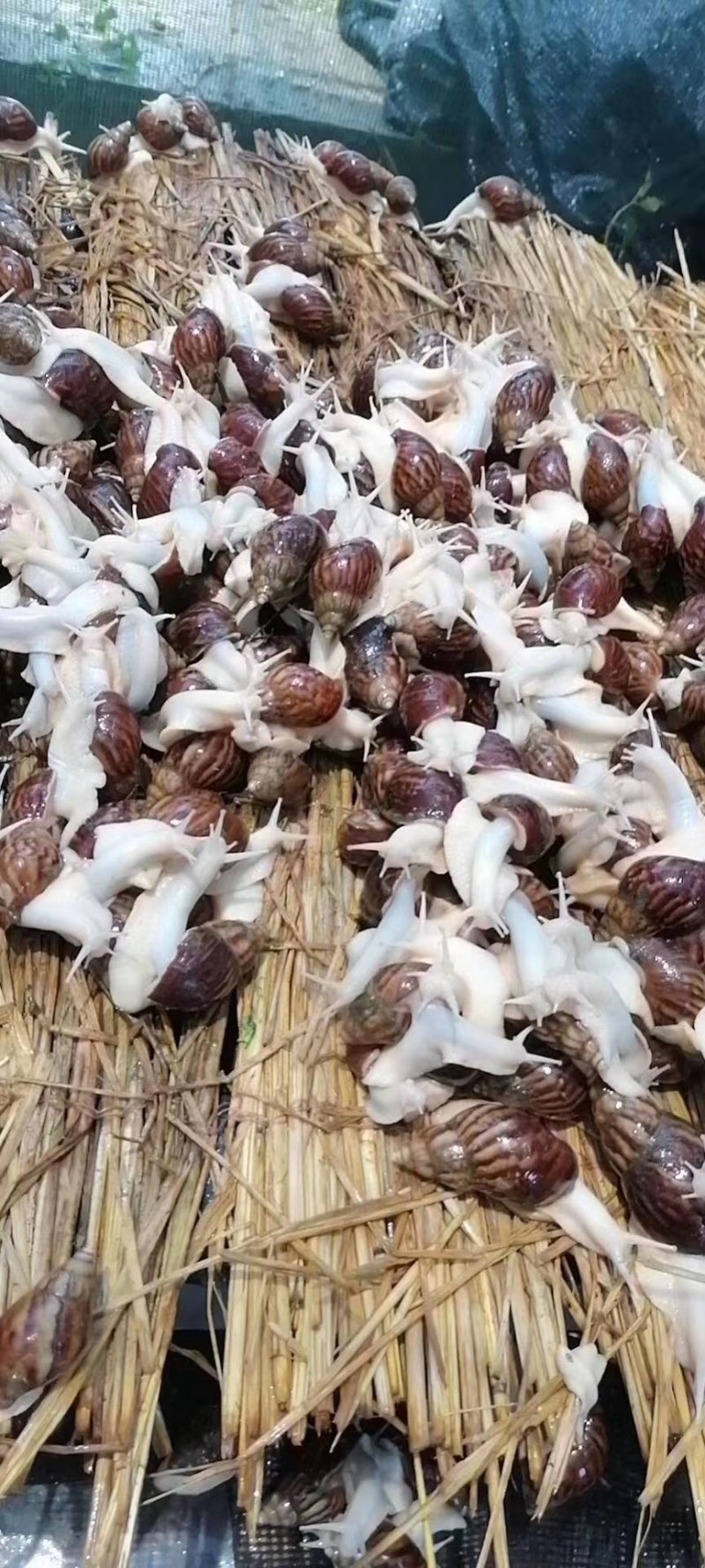 白玉蜗牛养殖投资小效益快