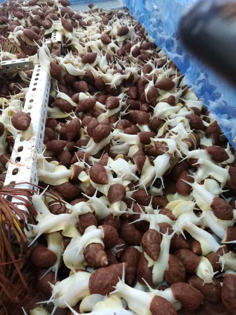 白玉蜗牛养殖投资小效益快