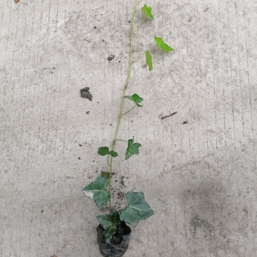 爬山虎小杯苗不落叶爬山虎50公分以上都有货量大从优