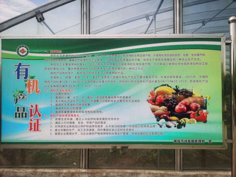 河北葡萄，冷棚玫瑰香葡萄已上市，口感甜，颜色好，产地直供
