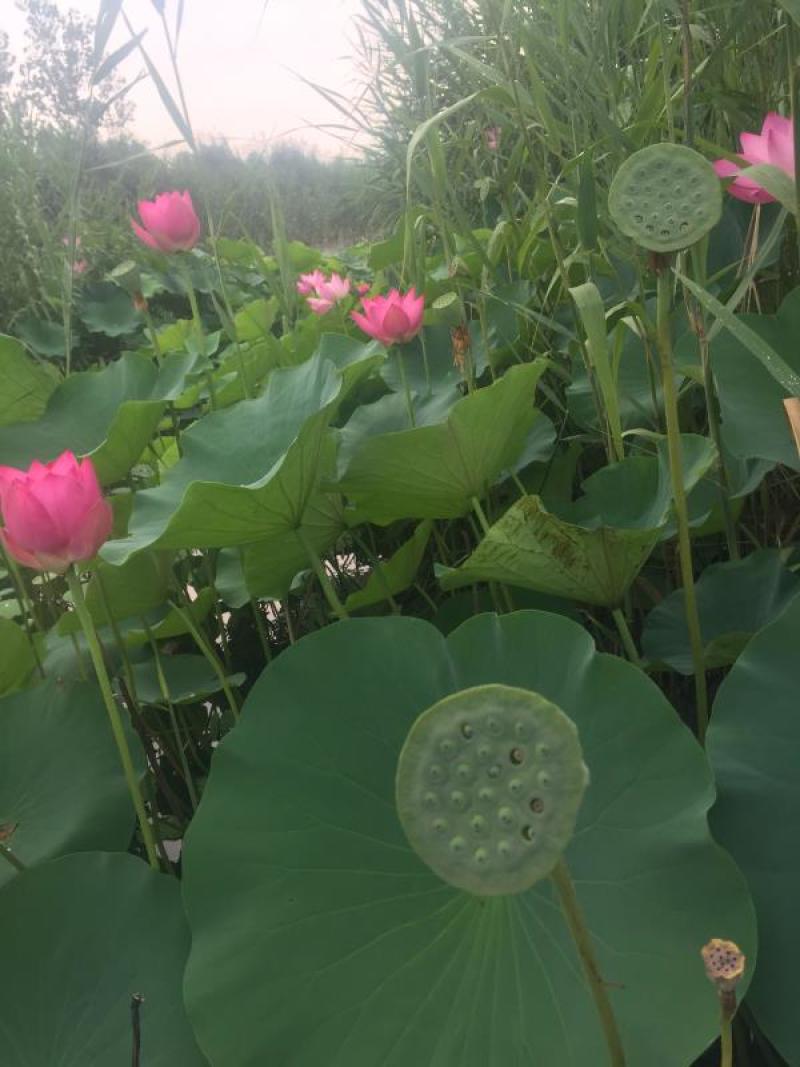 微山湖野生莲蓬新鲜即食莲蓬