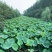 微山湖野生莲蓬新鲜即食莲蓬
