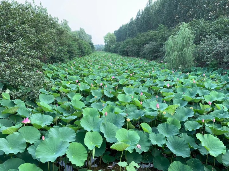微山湖野生莲蓬新鲜即食莲蓬