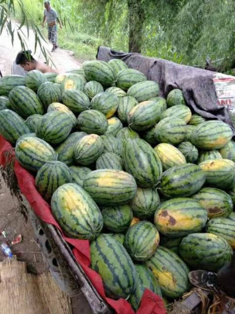 忻州河滩西瓜大量上市，西农，金花，金城5号，卓龙等