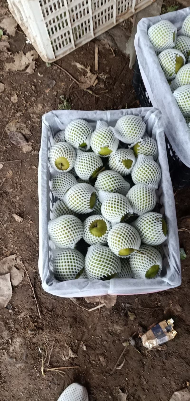 翠冠梨皇冠梨口感水分好的很