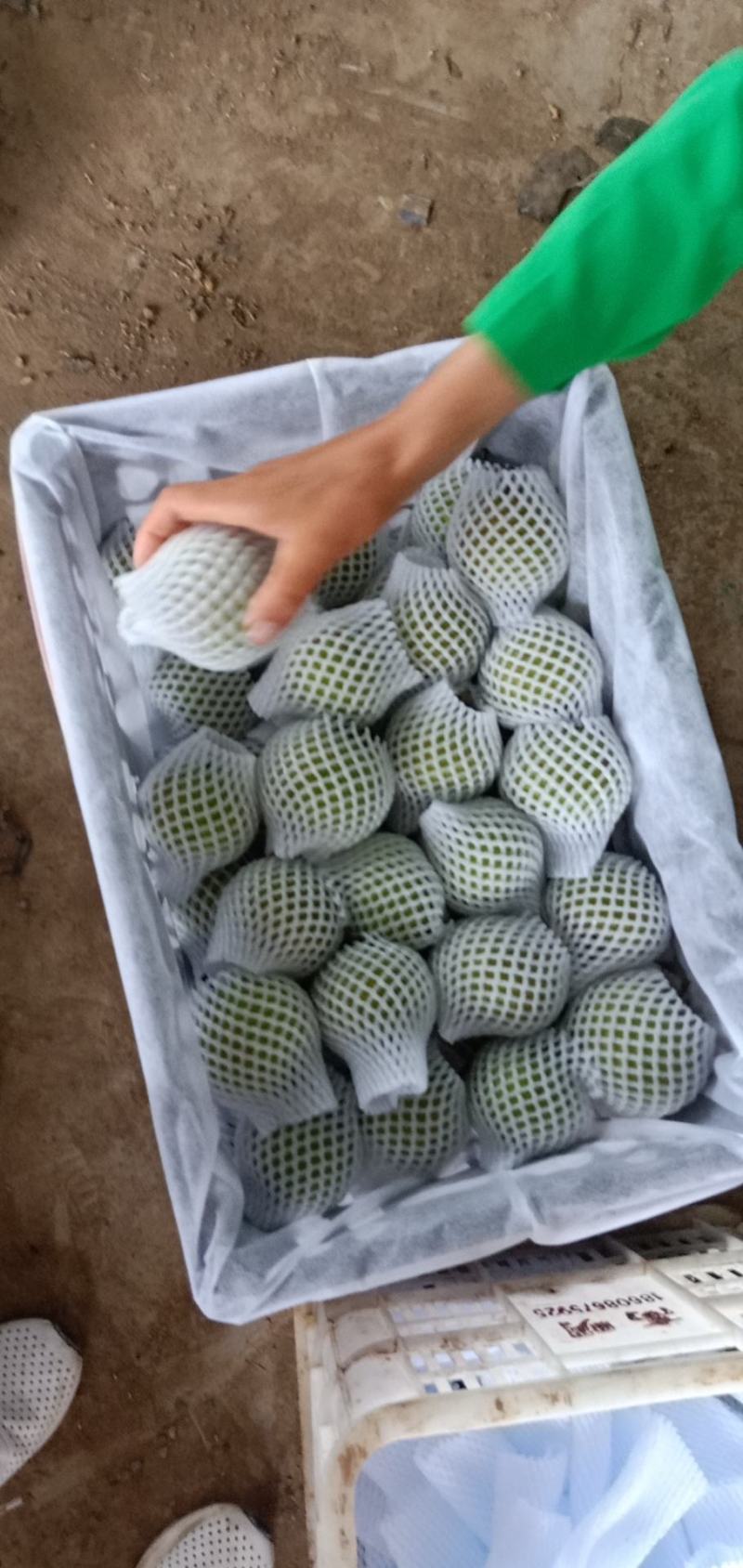 翠冠梨皇冠梨口感水分好的很